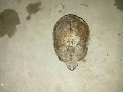 Turtle for sale