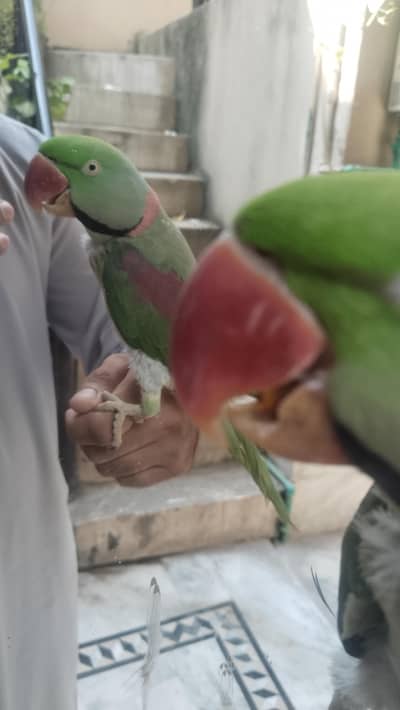 parrot for sale