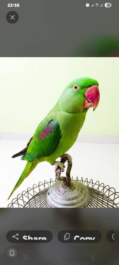 row perrot femail kashmare