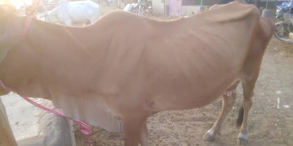 Milky Cow for sale 03329263673 whatsaap