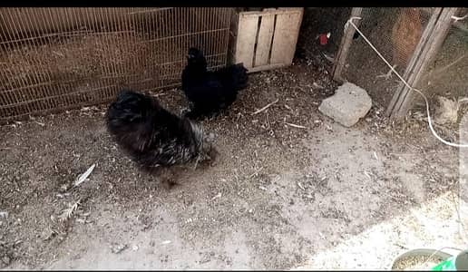 Black Silkie Fancy Hens Pair - Pure Jet Black - Healthy & Active