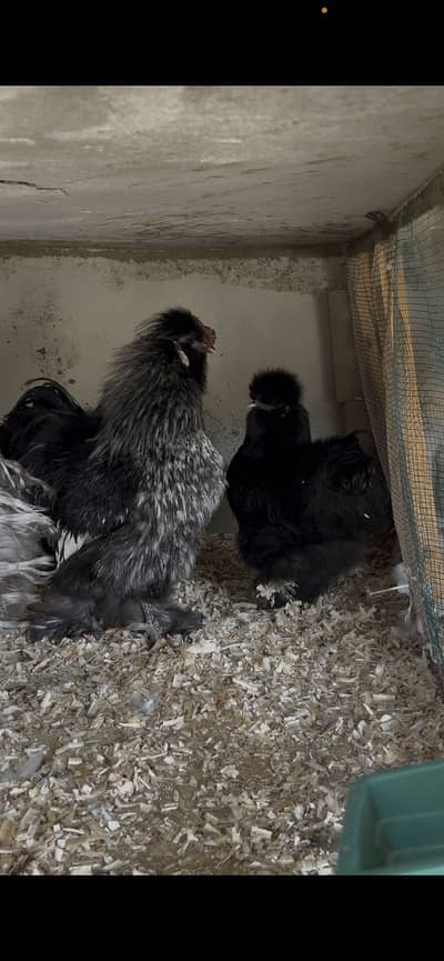 Coco and black silkie pair for sale