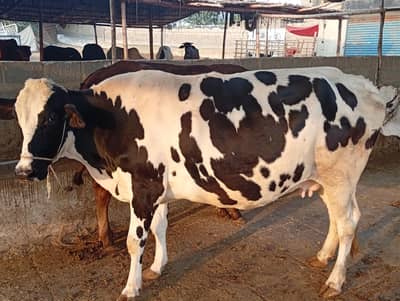 cows for sale