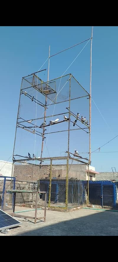 cage for sale