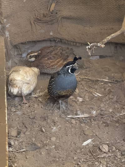 California Quail