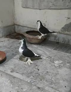 1 pair lahori sherazi 1 pair lahori sehrazi male and female simple