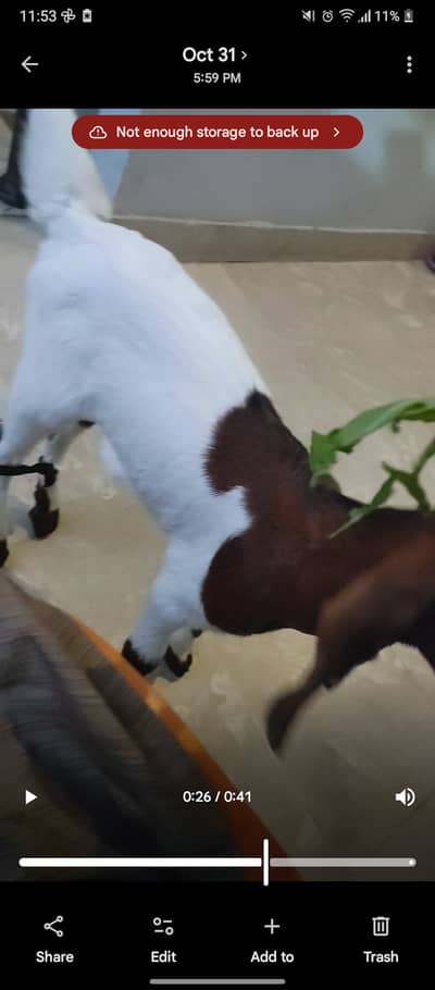 Pure Kamori Goat / Bachha Available for Sale