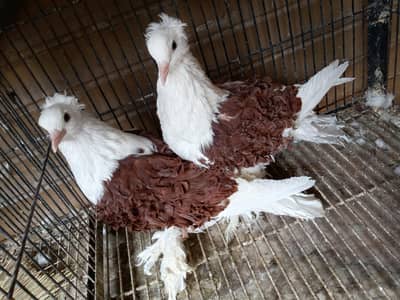 pigeons for sale