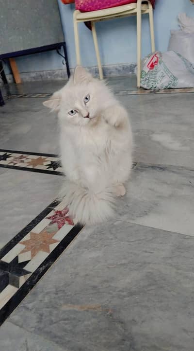 Cats for sale