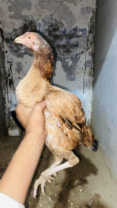 Assle madi Home Bread Double Hadi maa for sale