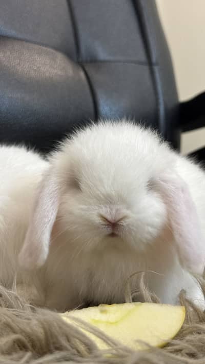 Holland Lop Bunny
