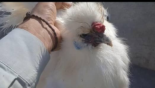 06 Months Silki 2 Male COCO Bantam Cochin fancy Sultan Japnees