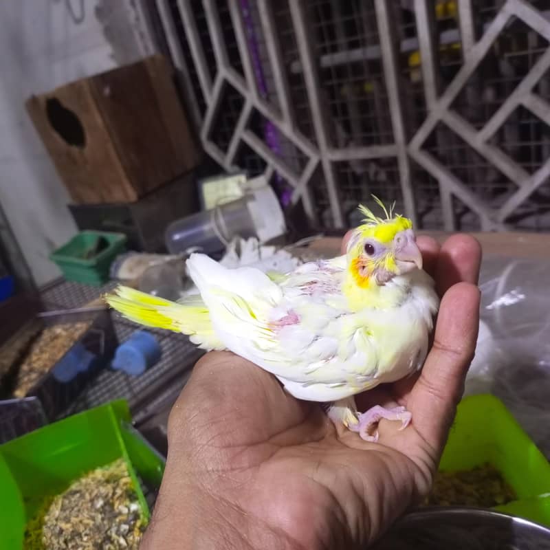 cocktail 0