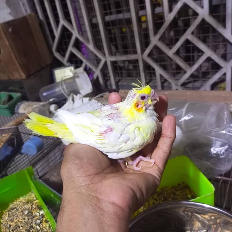 cocktail 2