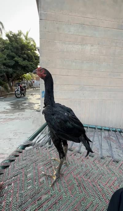 aseel chick