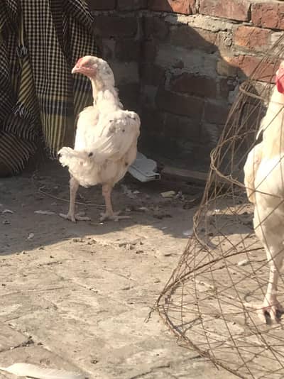 White Heera Aseel 1 Male & 2 Female For Sale