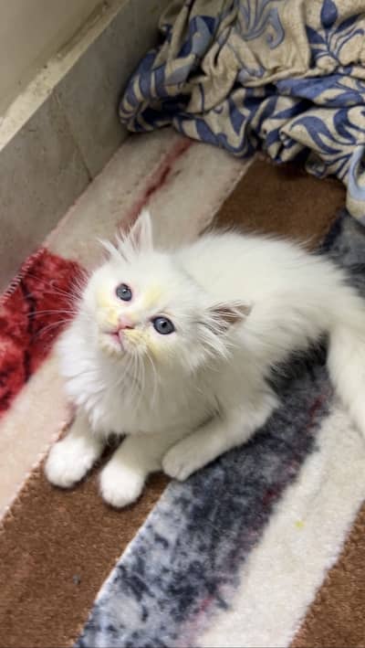 Persian kittens available