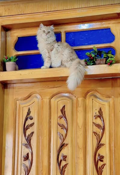 Little cat