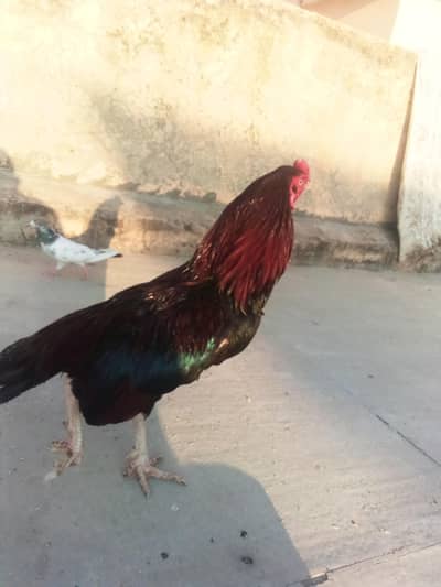 murgha for sale amroha breed