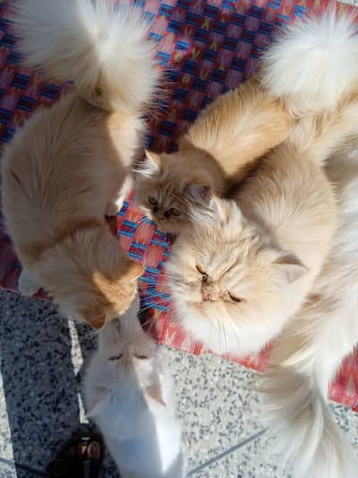kitten and adults cats for sale. Breed is Persian and Turkish Angura