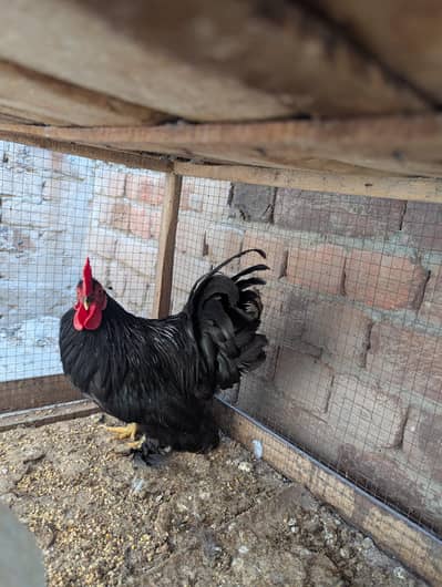 zero size Bantam only male for sale .