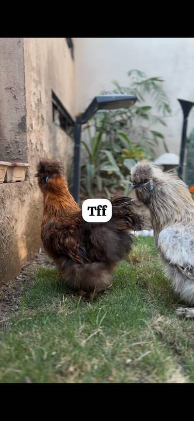 golden Silver petrige silkie pair