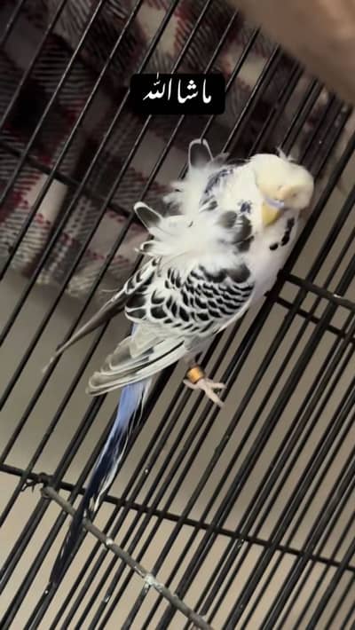 TCB HOGO MALE