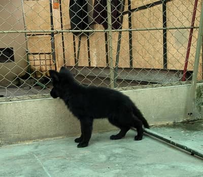 Black German Shepherd Male Puppy for Sale
