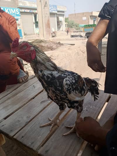 aseel murgha for sale Sargodha