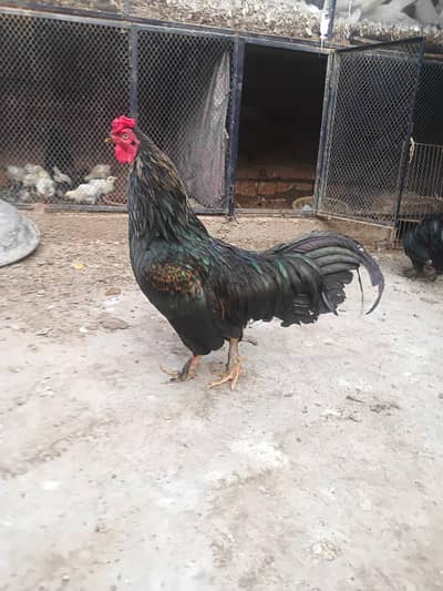 fancy Aseel mix breed,bantam,Karim layer Sandy and other Breeds