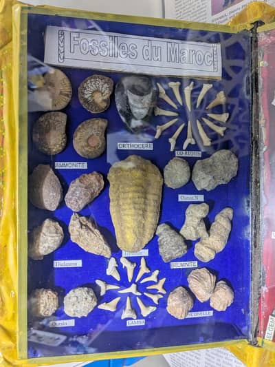 Fossils collection in box collectable items