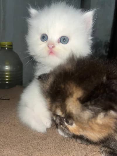 kittens for sale 1 female and 2 males