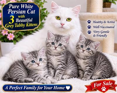 Pure white Persian cat with 3 Tabby grey Kittens