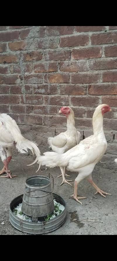 white o shamo breeder 3 female for sale