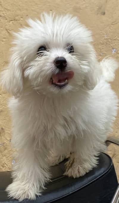 Maltese female puppy