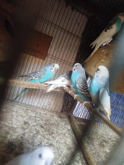 bajari urgent sale