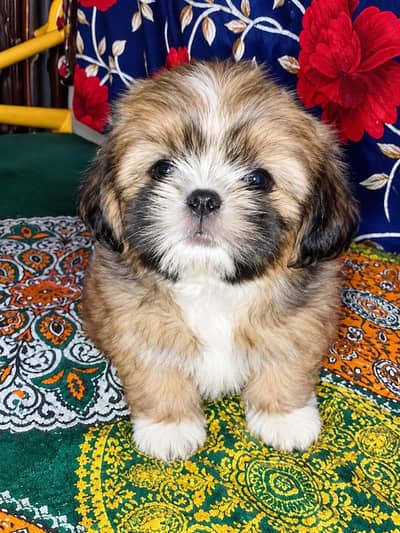 shih tzu male puppy available for sale