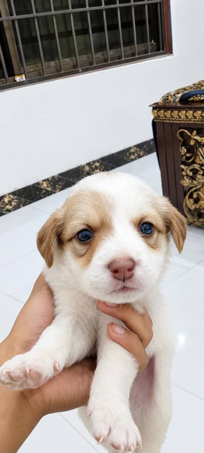 Bakarwal puppy male