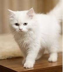 Persian kittens