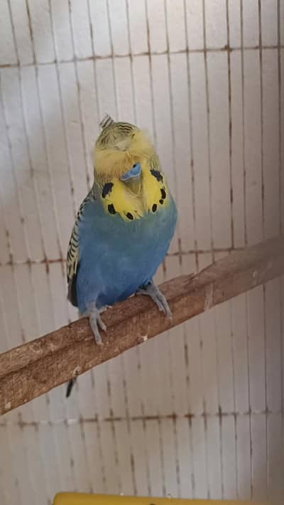 Created male