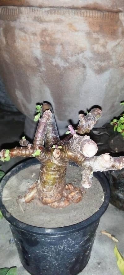Jade plant bonsai