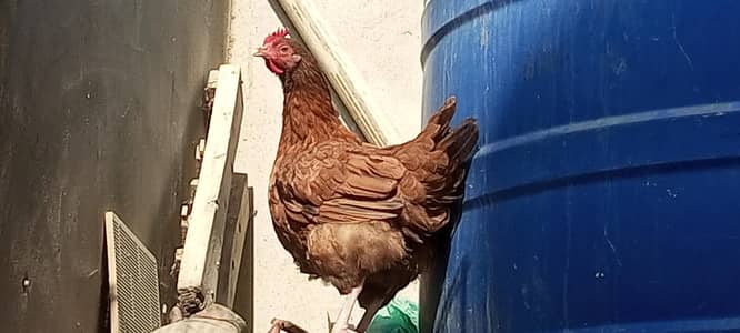 egg laying hen (ande wali Murghi)