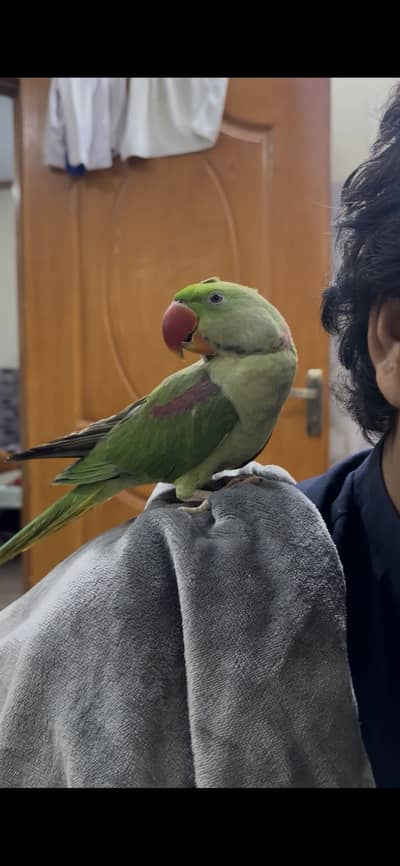 Talking parrots