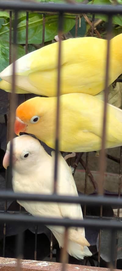 love birds