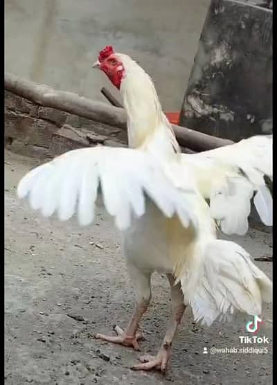 White Aseel murga and murgi no 03271388096
